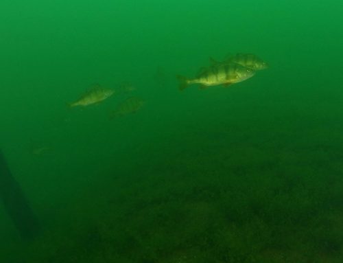 New Policy Brief: Advancing Lake Restoration Across Europe